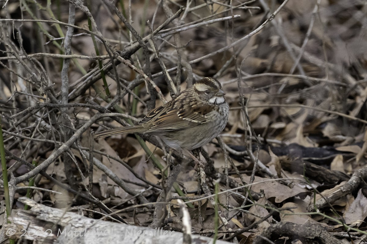 White-throated Sparrow - ML202916871