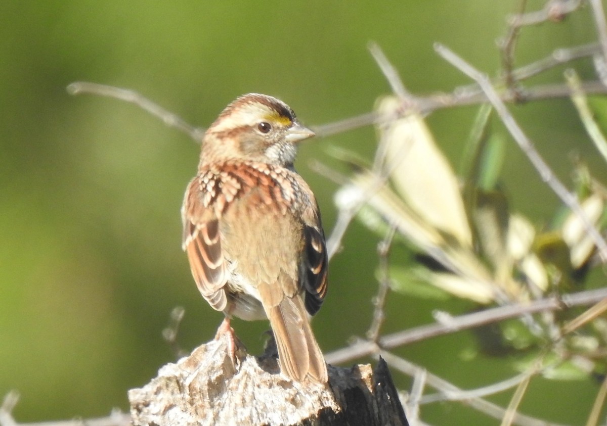 White-throated Sparrow - ML202920251