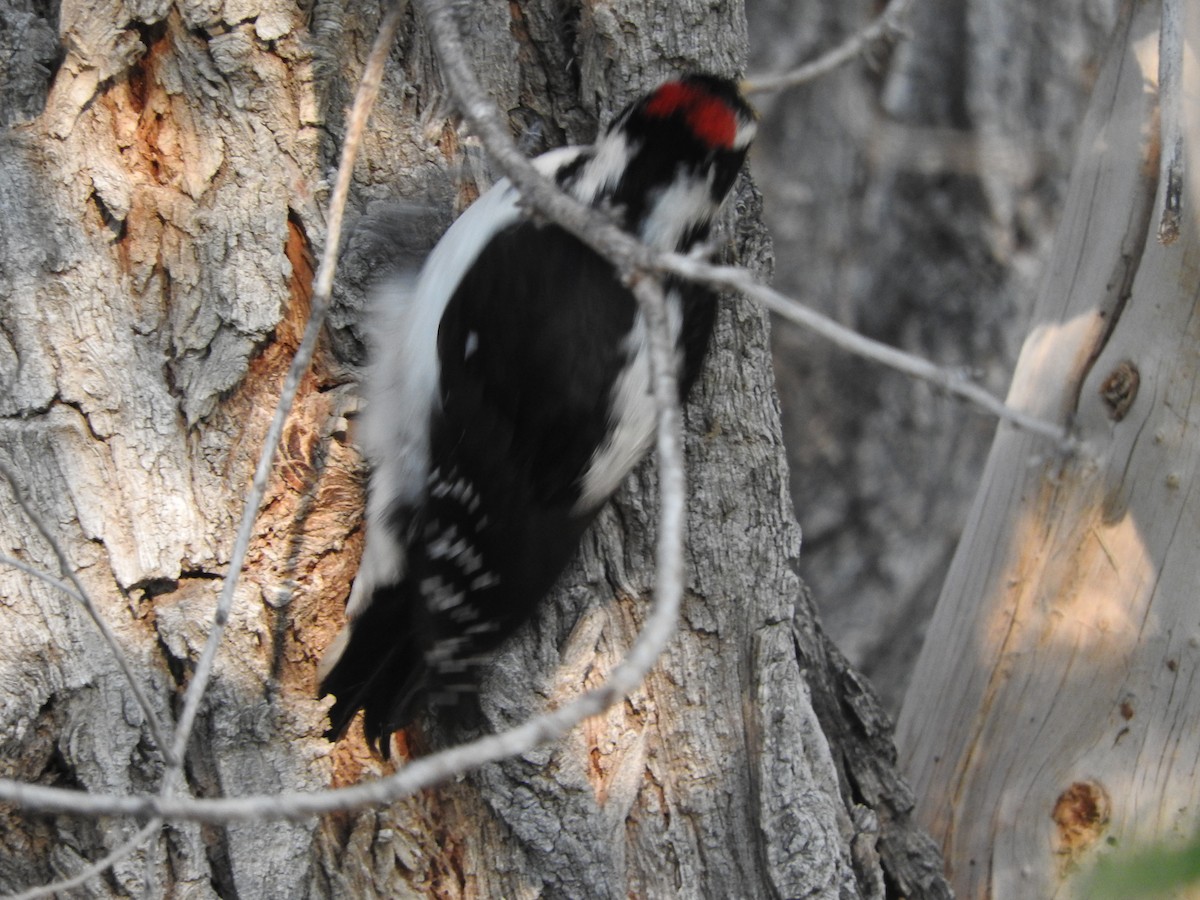Hairy Woodpecker (Rocky Mts.) - Van Remsen