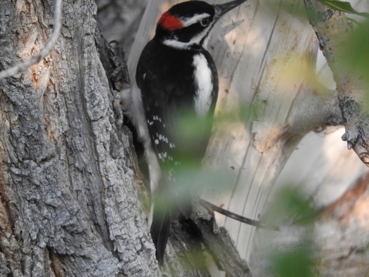 Hairy Woodpecker (Rocky Mts.) - ML20292271