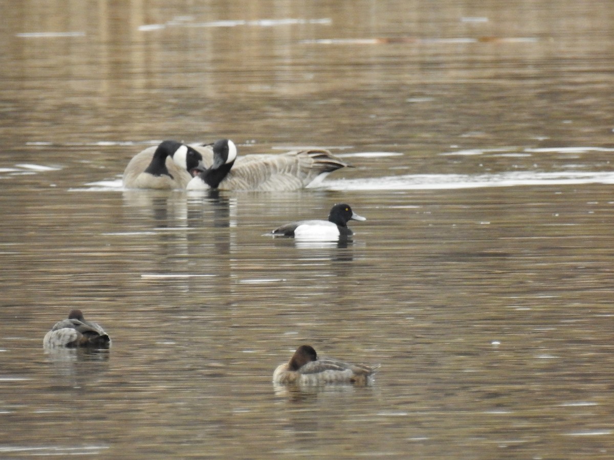 Greater Scaup - ML202922801
