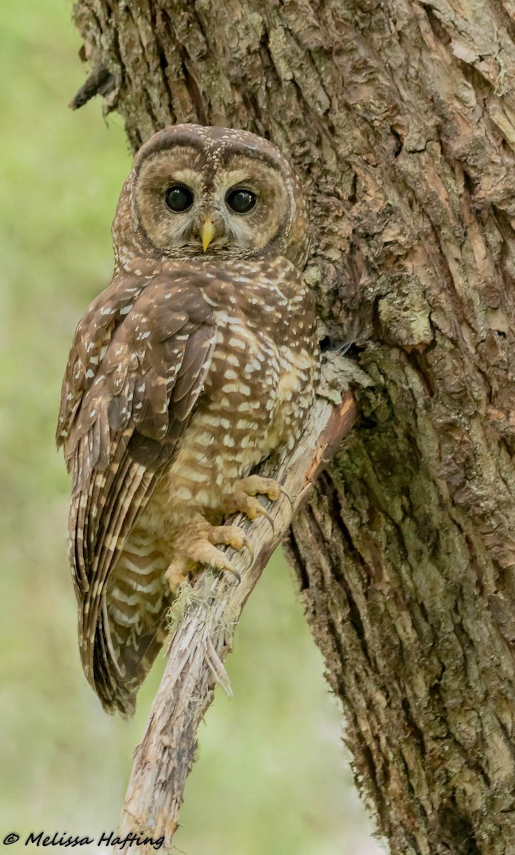 Spotted Owl - ML202923101