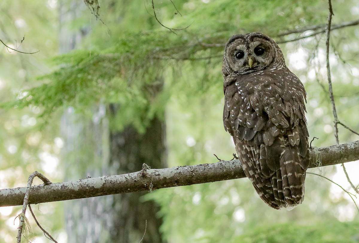 Spotted Owl - ML202923111