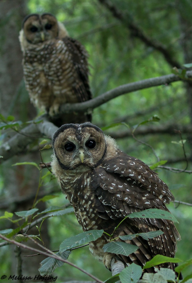Spotted Owl - ML202923121