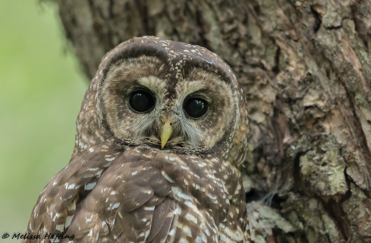 Spotted Owl - ML202923221