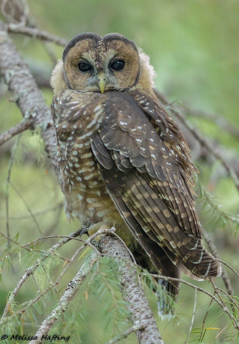 Spotted Owl - ML202923231