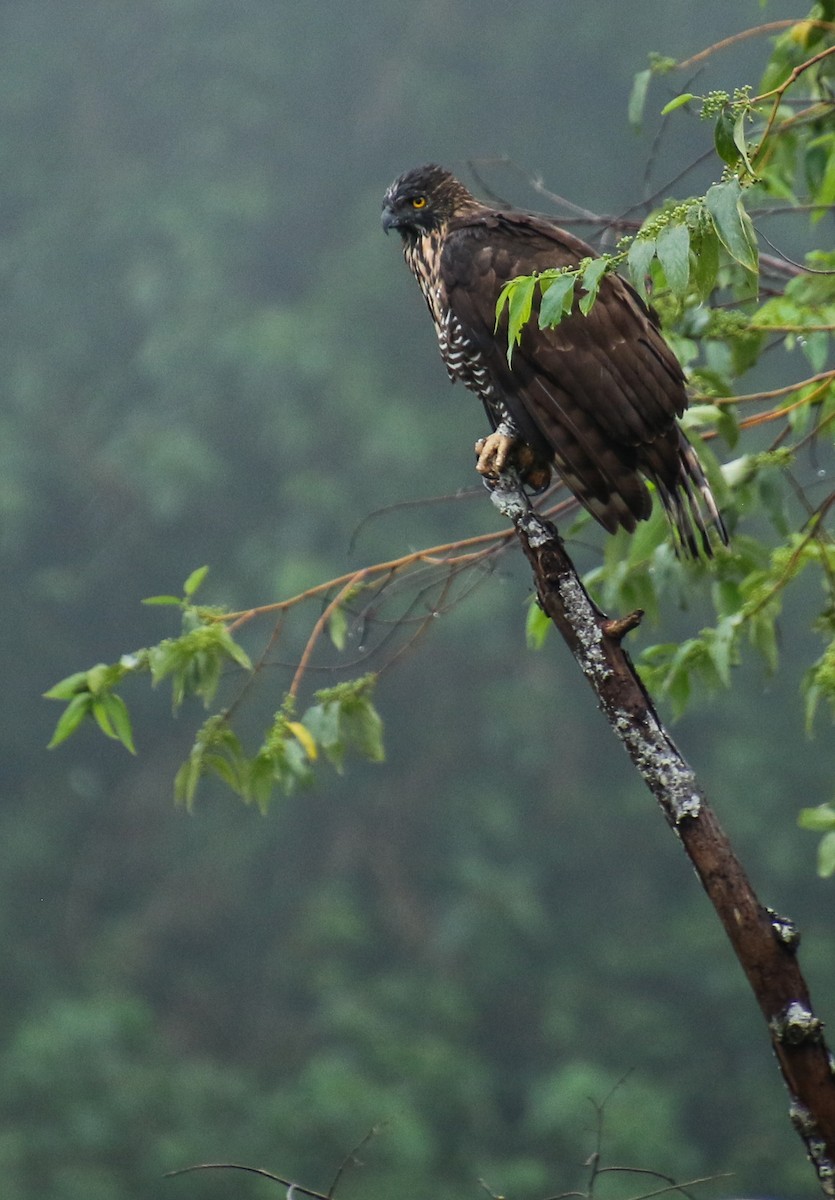 Sulawesi Hawk-Eagle - Alex Berryman