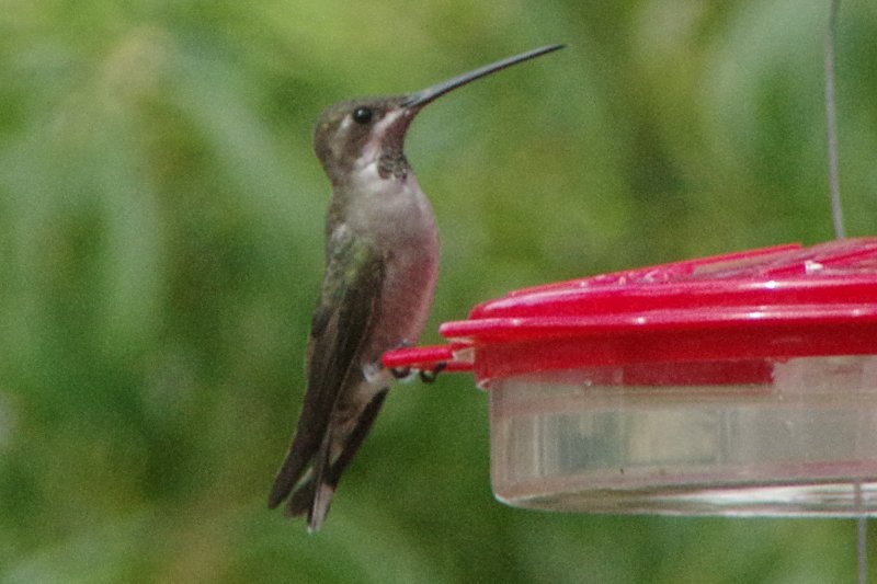 kolibřík achátový - ML20292831