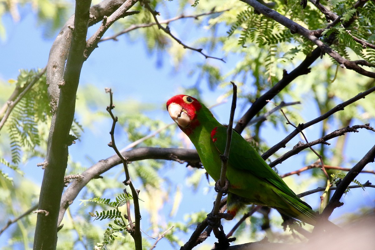Red-masked Parakeet - Eric Gustafson