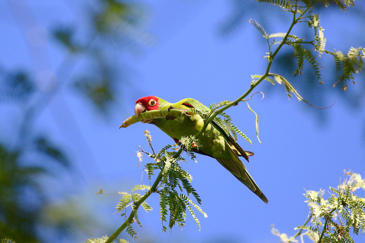 Guayaquil Papağanı - ML202930881