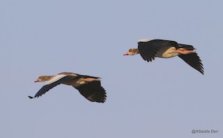 Egyptian Goose, ML202931381