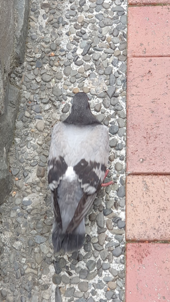 Rock Pigeon (Feral Pigeon) - ML202933131