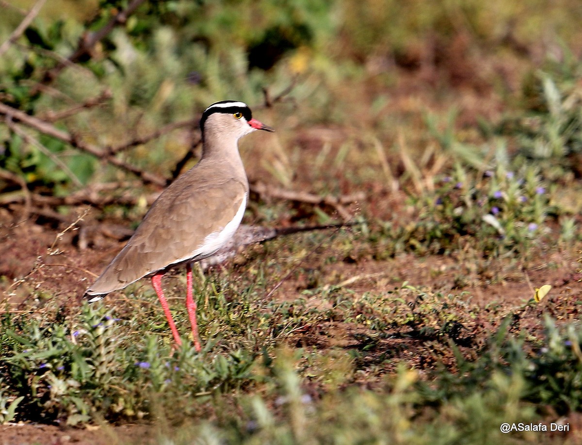 Crowned Lapwing - ML202933631