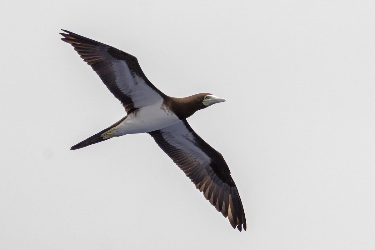 Brown Booby - ML202935651