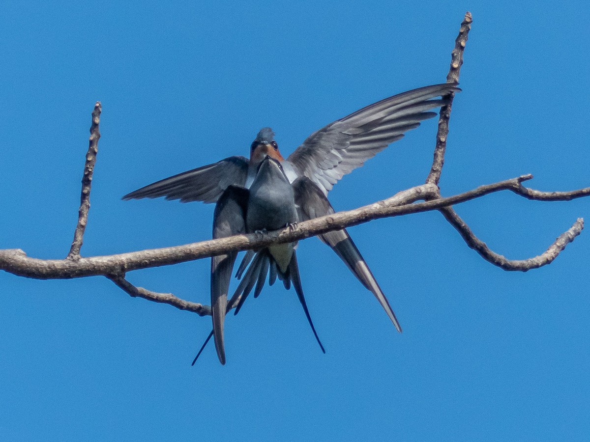 Crested Treeswift - Mike Prince