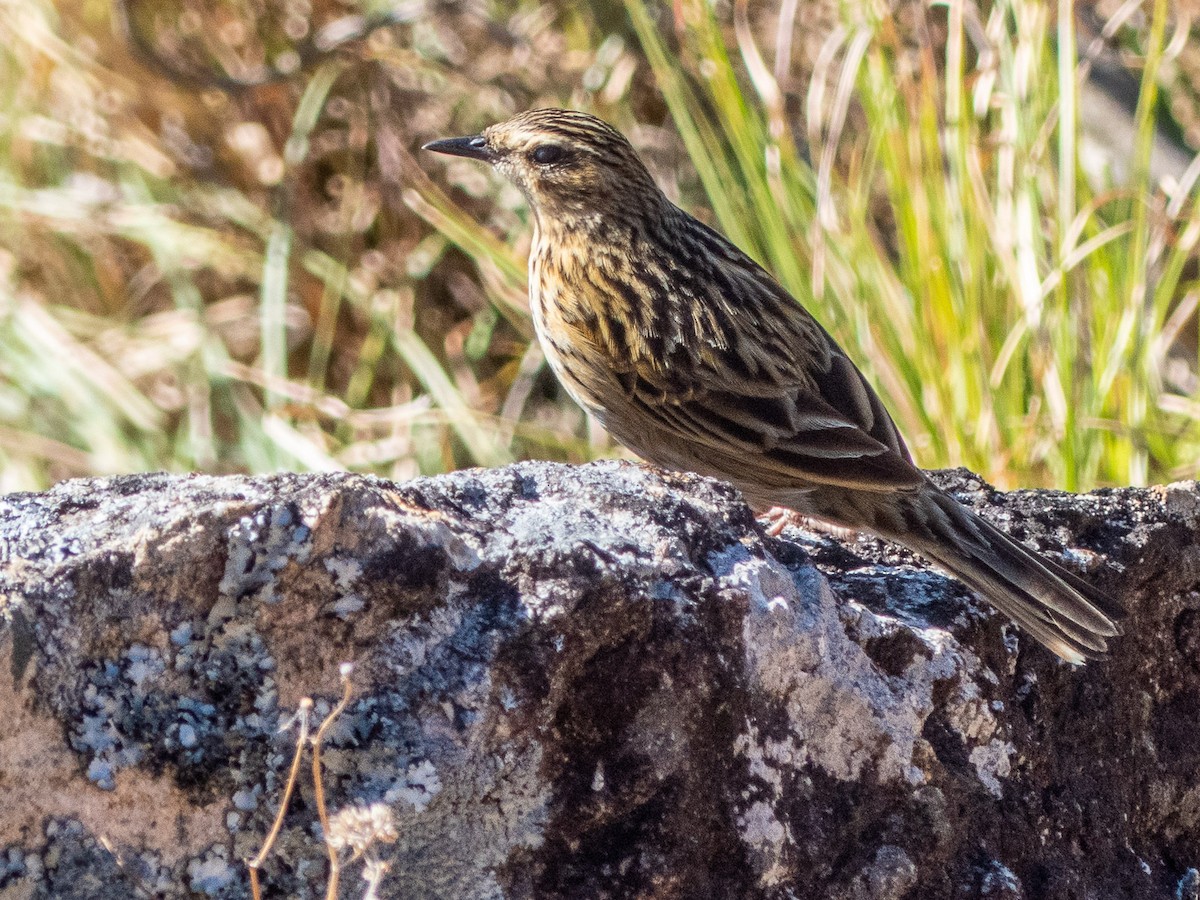 Nilgiri Pipit - ML202937521