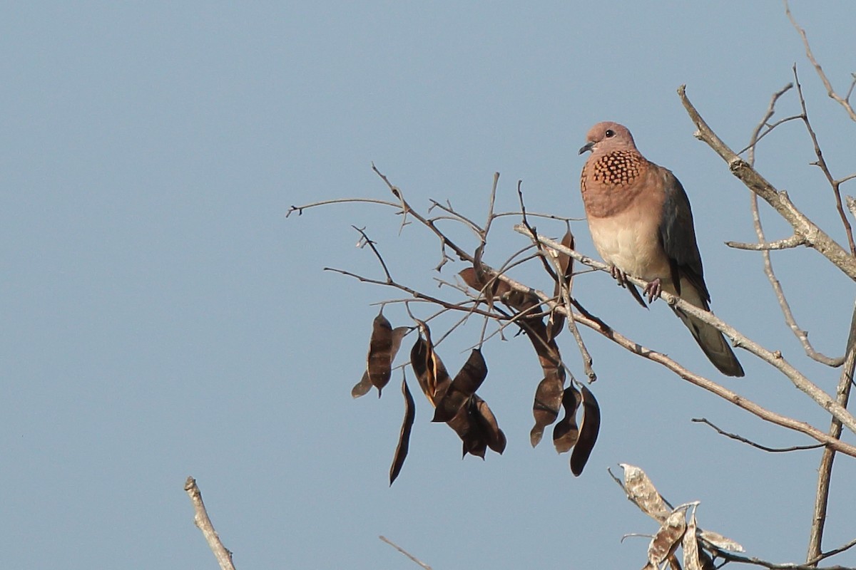 Laughing Dove - ML202943881