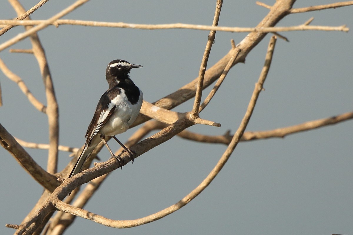 White-browed Wagtail - ML202943971