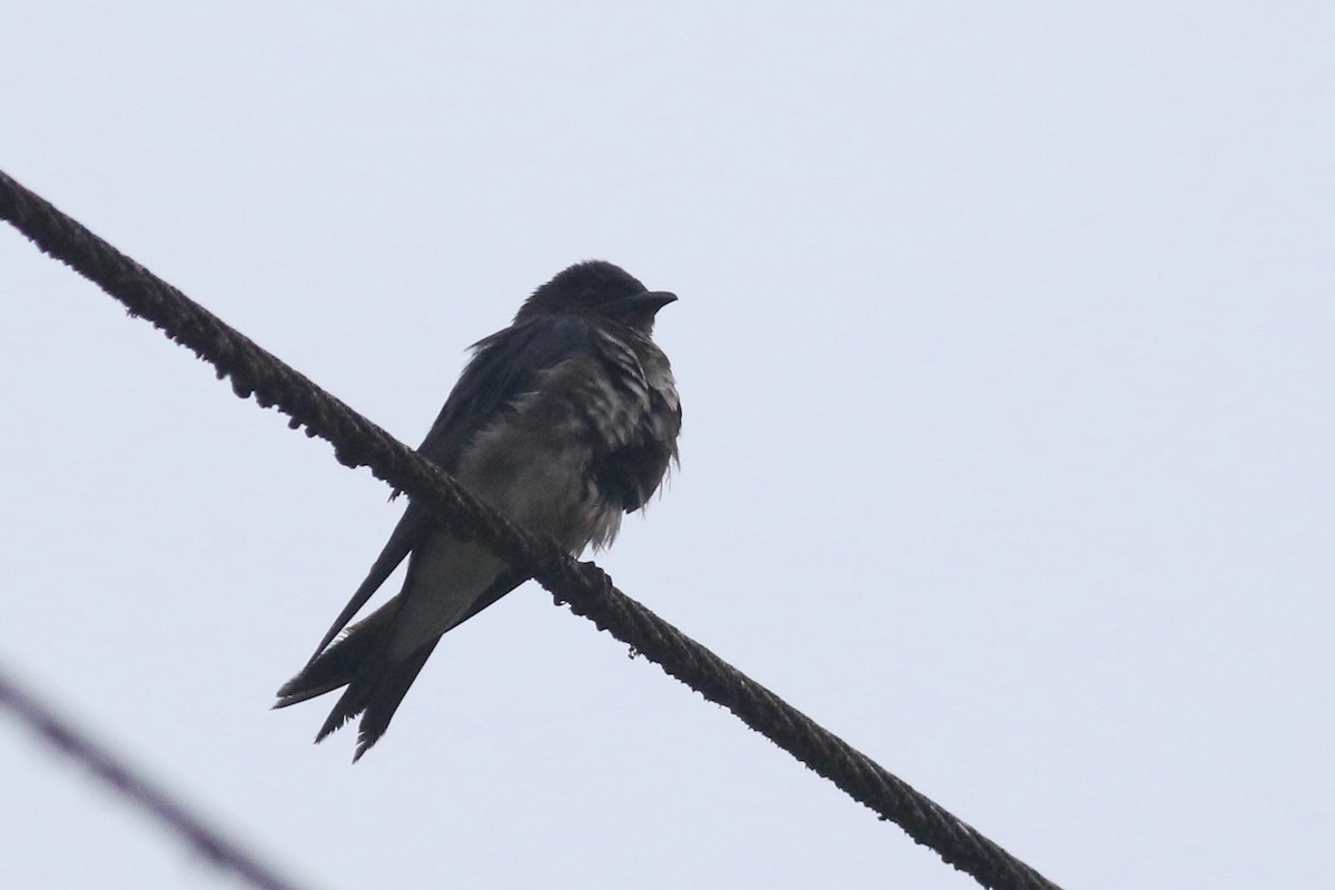 Barn Swallow (American) - ML202946281