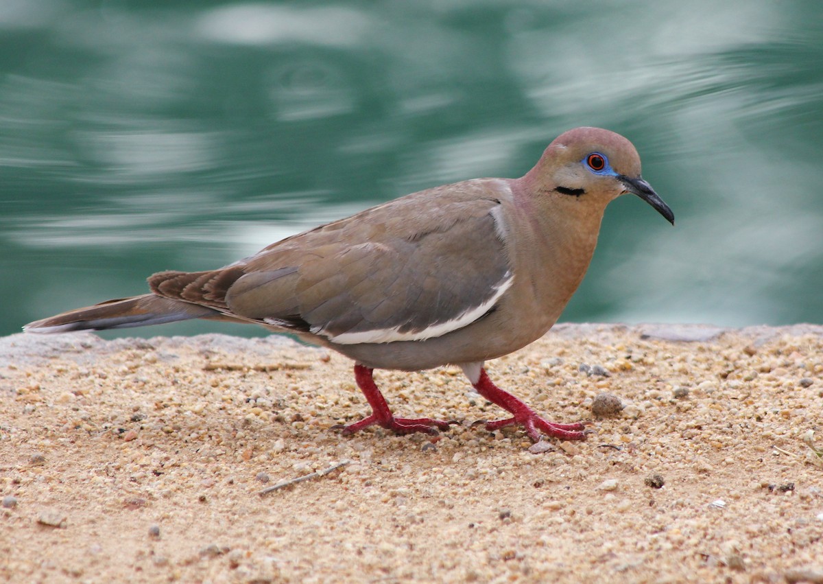 White-winged Dove - Devin Griffiths