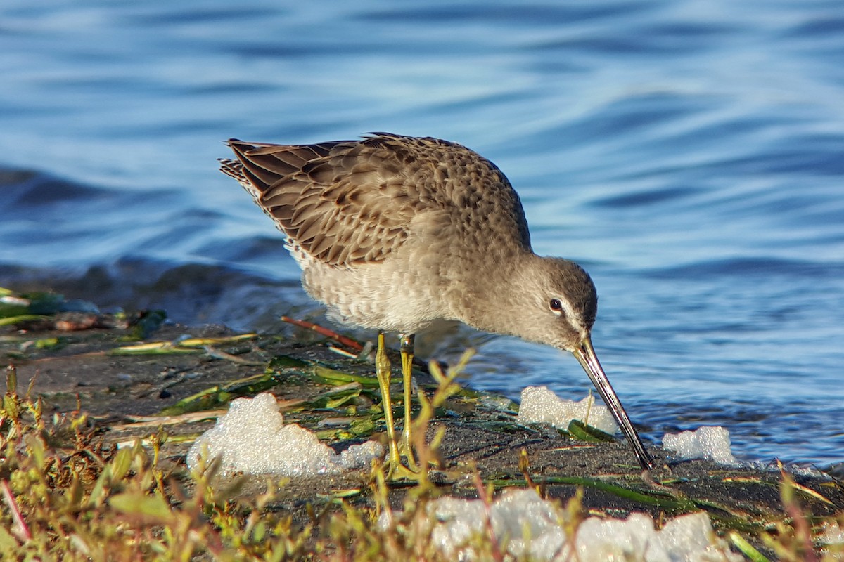 Long-billed Dowitcher - ML20294891
