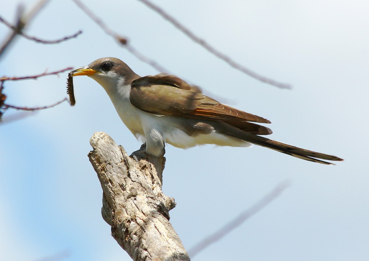 Yellow-billed Cuckoo - Devin Griffiths