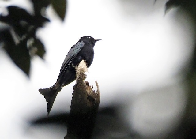 Moluccan Drongo-Cuckoo