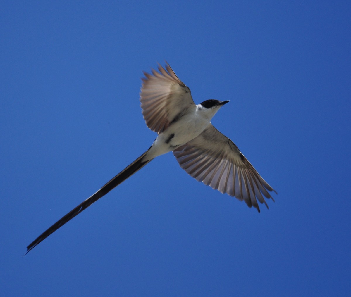 Fork-tailed Flycatcher - Bill Tweit