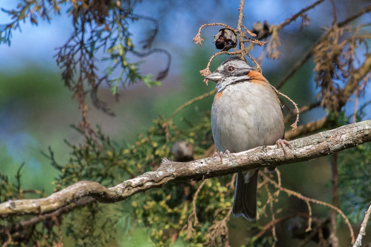 Rufous-collared Sparrow - ML202964071