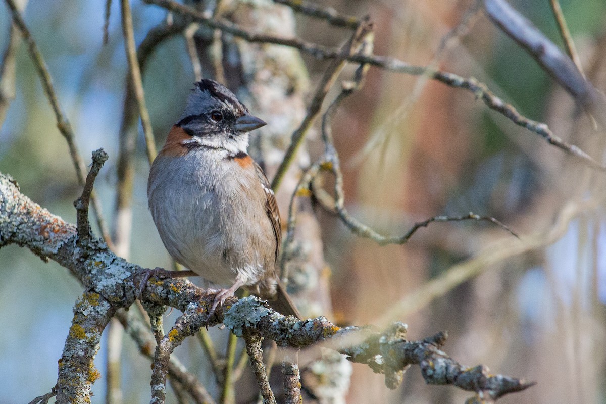 Rufous-collared Sparrow - ML202964221