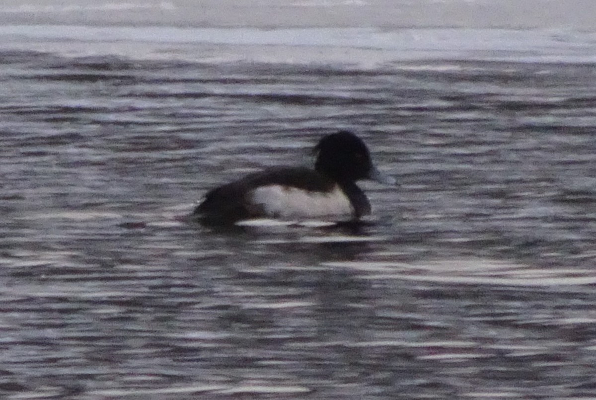 Tufted Duck - ML202965461