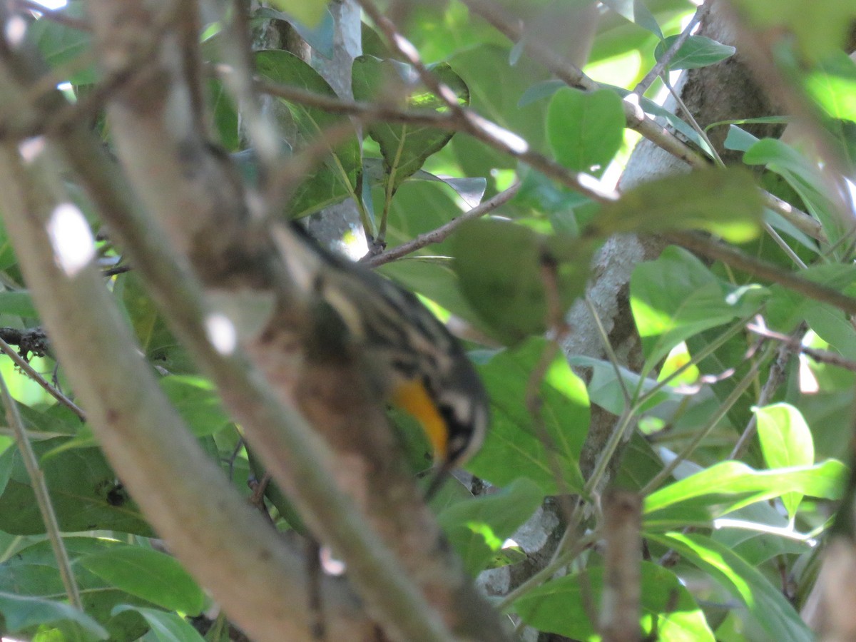 Yellow-throated Warbler - ML202970271