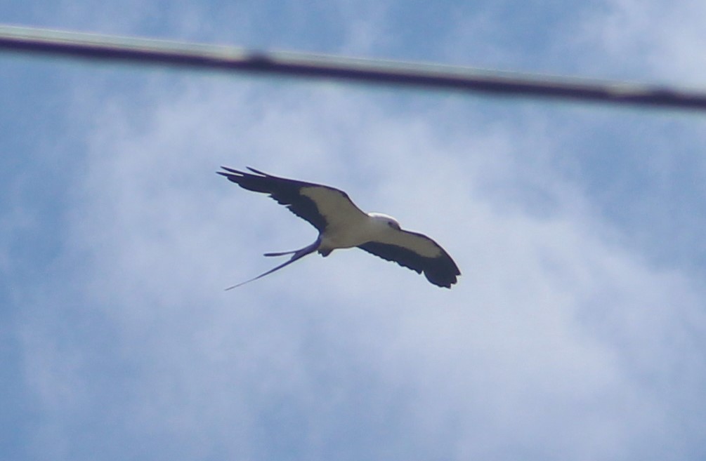 Swallow-tailed Kite - Nathaniel Watkins