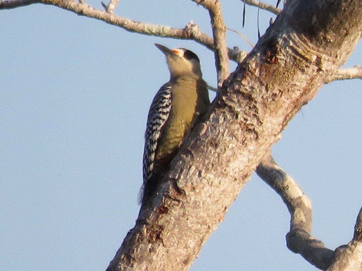 West Indian Woodpecker - ML202975031