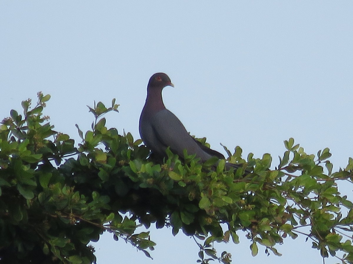 Scaly-naped Pigeon - ML202975501