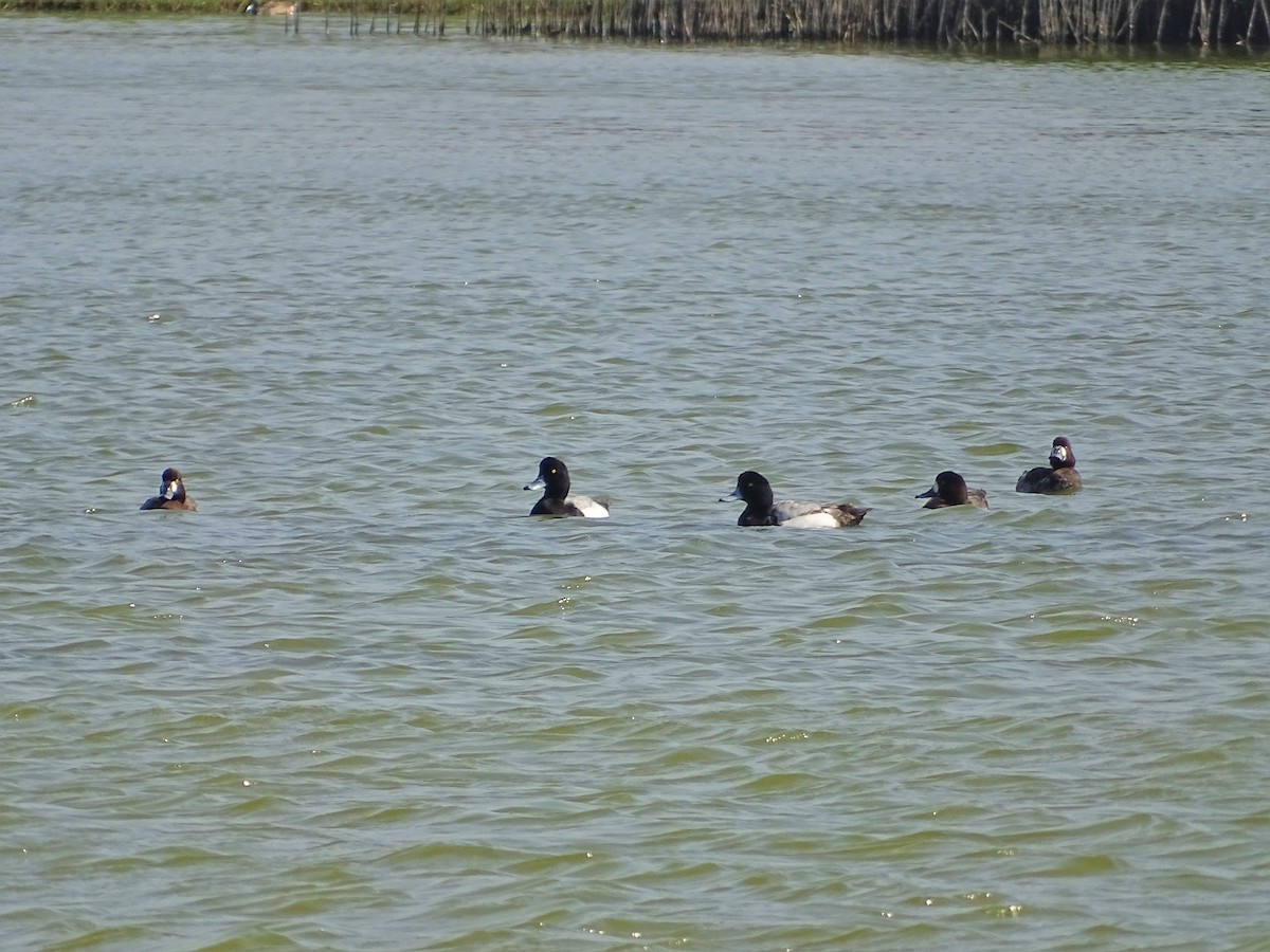 Greater Scaup - ML202975811