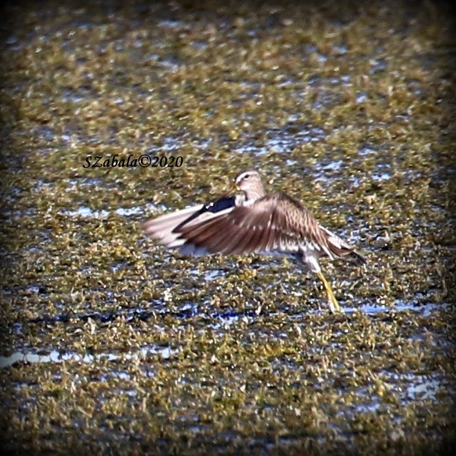 Long-billed Dowitcher - ML202977971