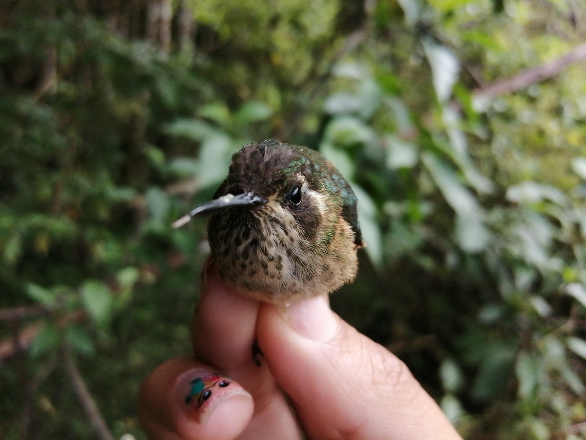 Speckled Hummingbird - Cristy Trujillo