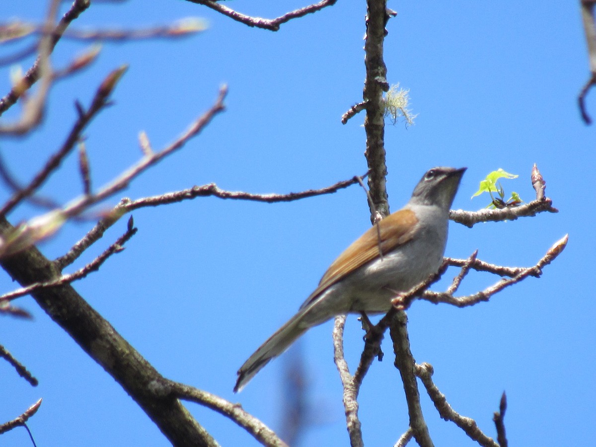 Brown-backed Solitaire - Franklin  Aguilar