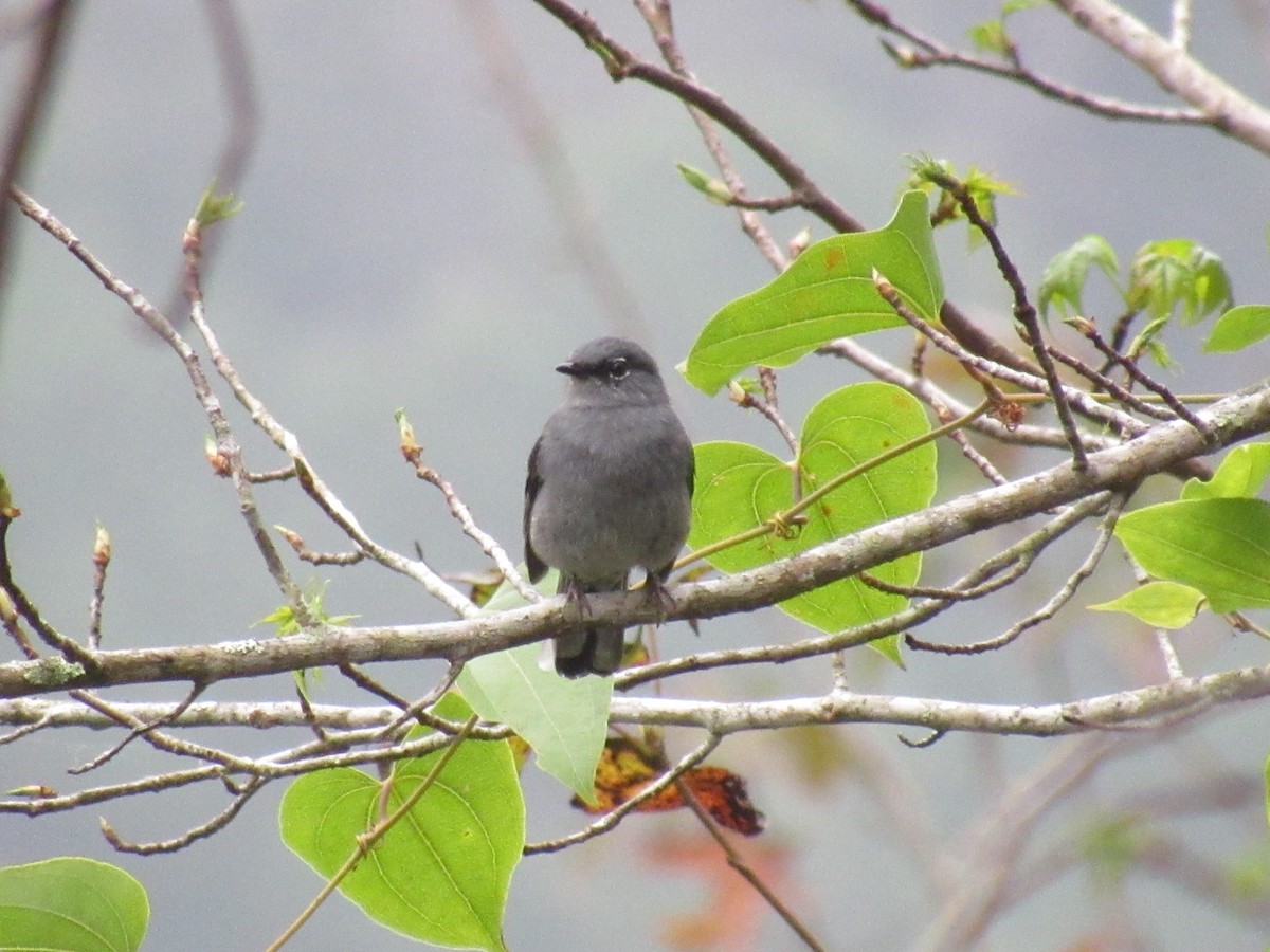Slate-colored Solitaire - Franklin  Aguilar
