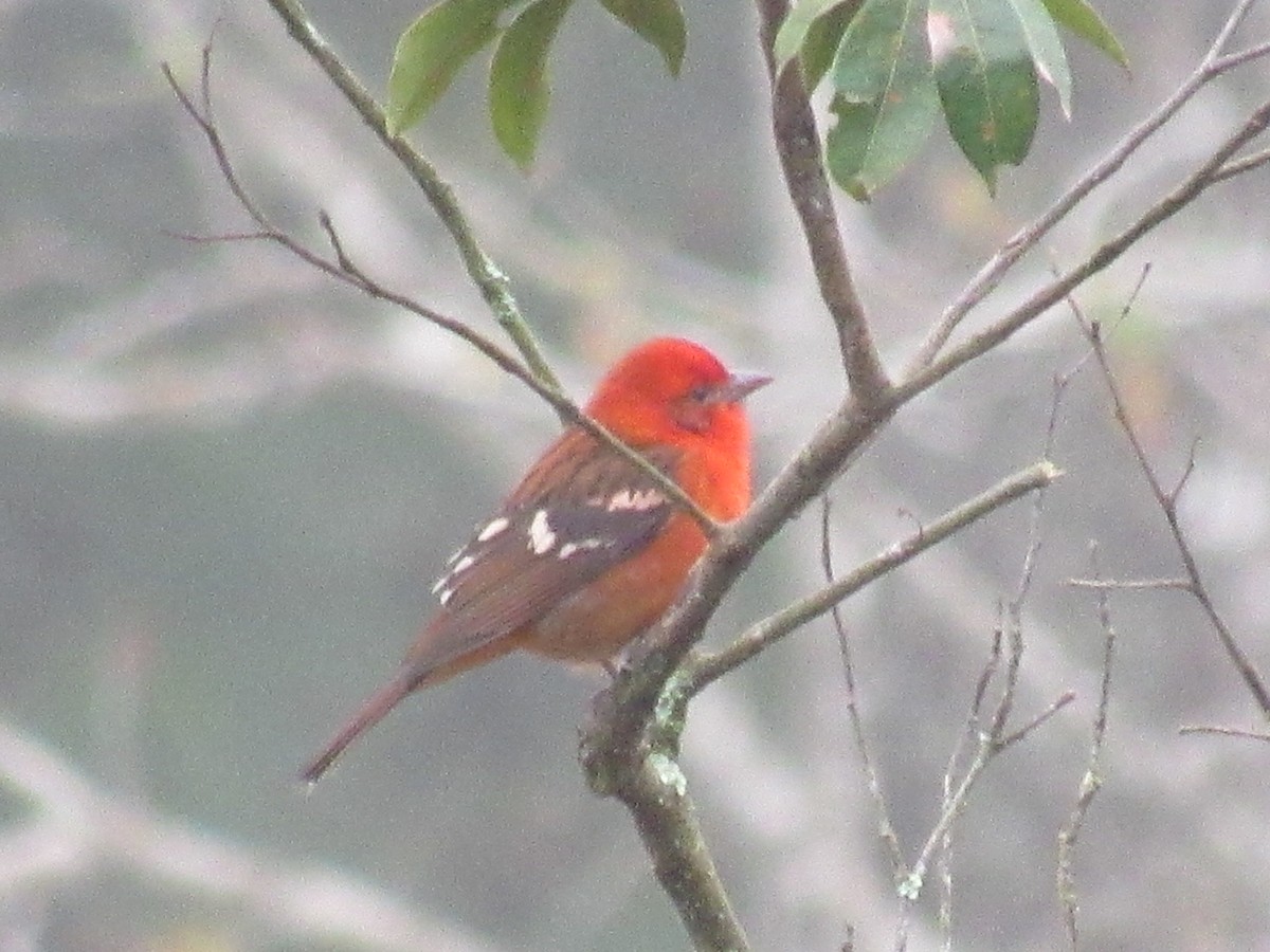 Flame-colored Tanager - Franklin  Aguilar