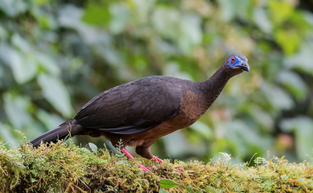 Sickle-winged Guan - ML202983111