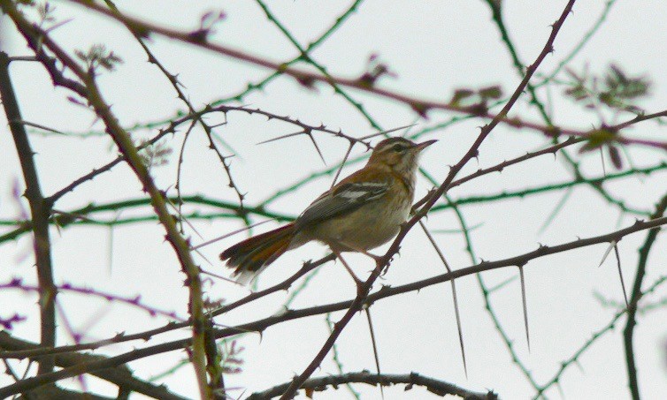 Red-backed Scrub-Robin (Red-backed) - ML202983341