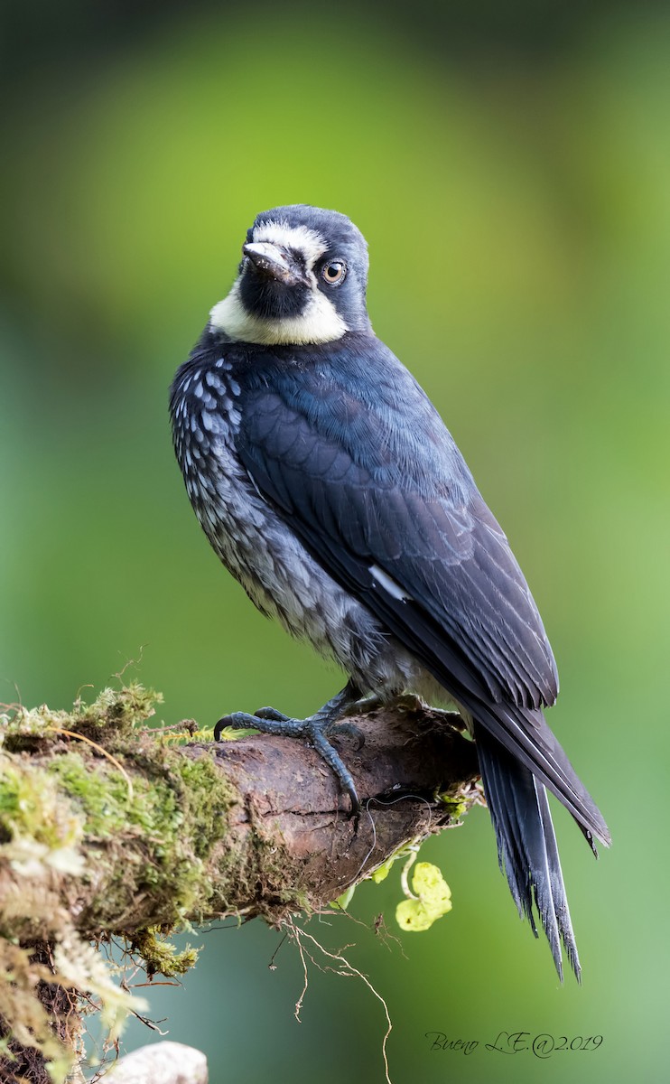 Acorn Woodpecker - LUIS ENRIQUE BUENO