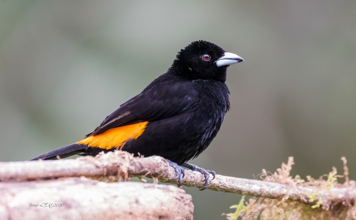 Flame-rumped Tanager - ML202983761