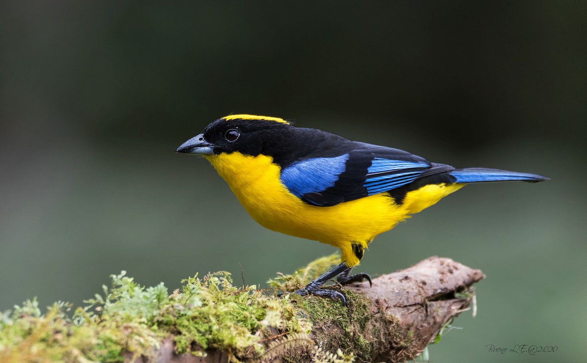 Blue-winged Mountain Tanager - ML202983821