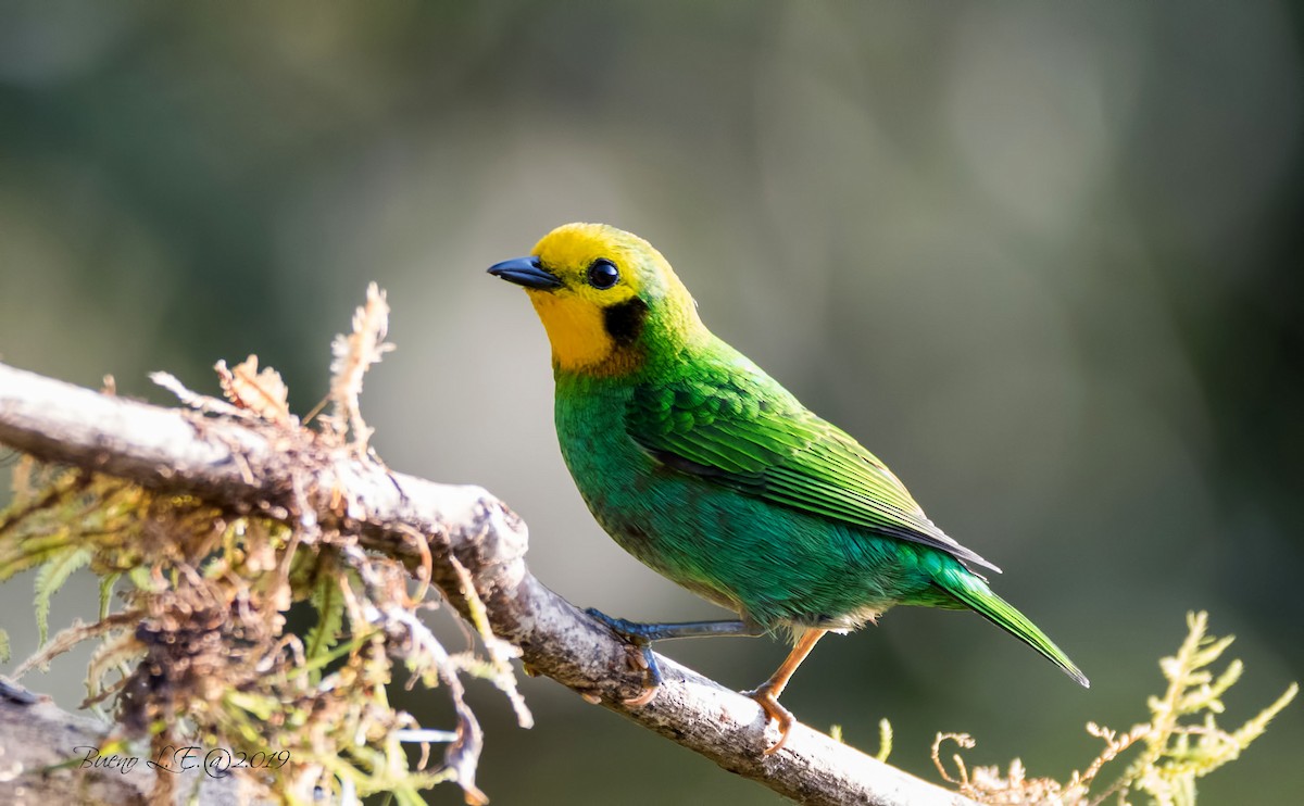 Multicolored Tanager - ML202983981