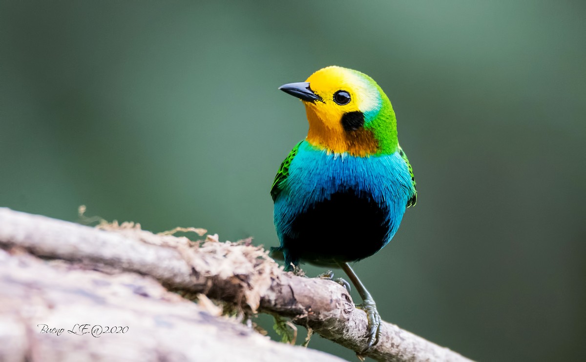 Multicolored Tanager - ML202983991
