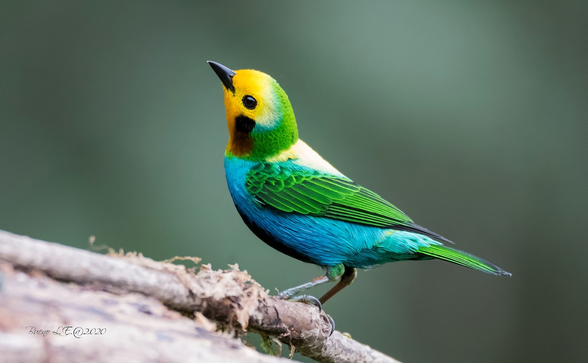 Multicolored Tanager - LUIS ENRIQUE BUENO