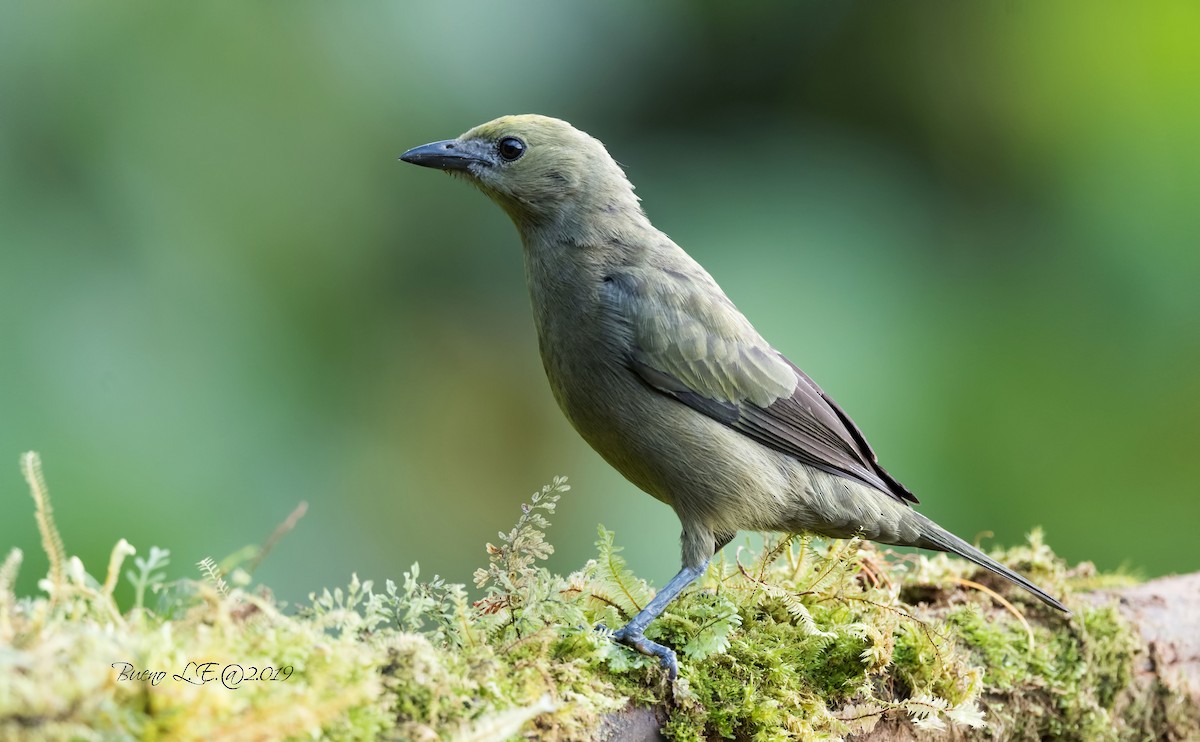 Palm Tanager - ML202984061